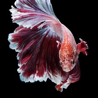 Happy Beta Fish Poster