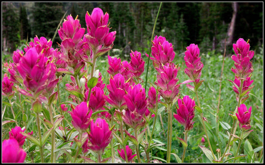 Acting Pine Paintbrush